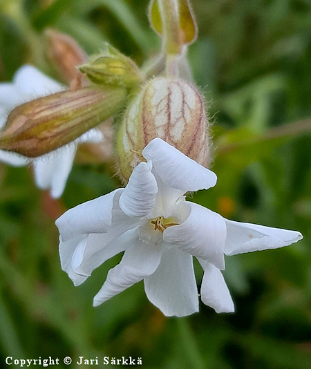 Silene latifolia ssp. alba, valkoailakki